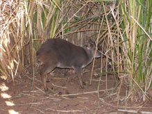 Import & Export of Wildlife