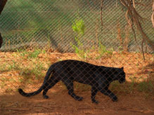 Import & Export of Wildlife