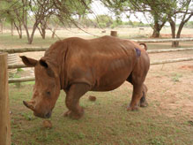 Import & Export of Wildlife