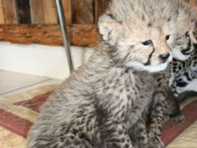 Import & Export of Wildlife