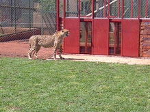 Import & Export of Wildlife