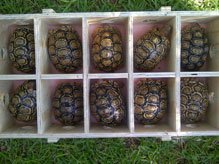 Import & Export of Wildlife