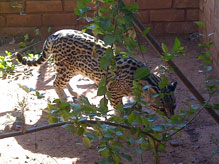 Import & Export of Wildlife