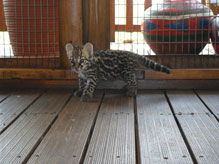 Import & Export of Wildlife