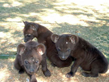 Import & Export of Wildlife