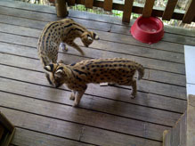Import & Export of Wildlife