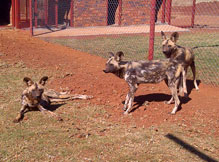Import & Export of Wildlife