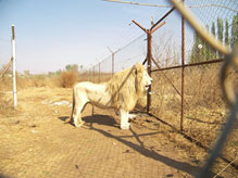Import & Export of Wildlife