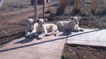 Import & Export of Wildlife