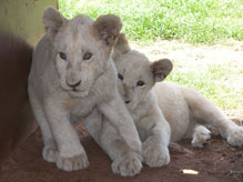 Import & Export of Wildlife