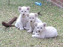 Import & Export of Wildlife