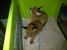 Import & Export of Wildlife