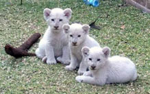 Import & Export of Wildlife