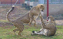 Import & Export of Wildlife