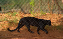 Import & Export of Wildlife